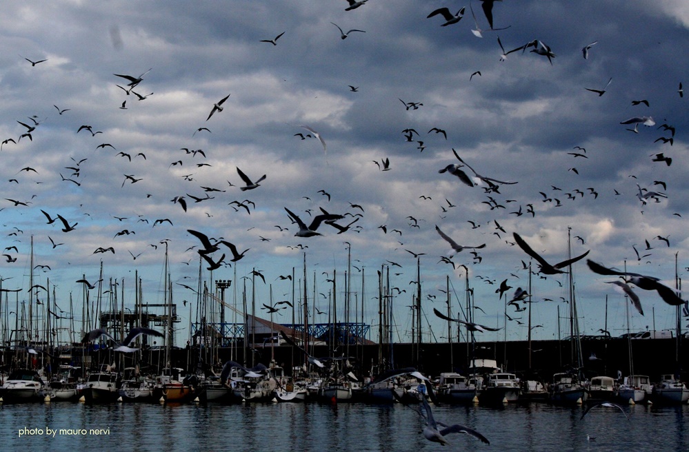photo "seagulls" tags: landscape, 