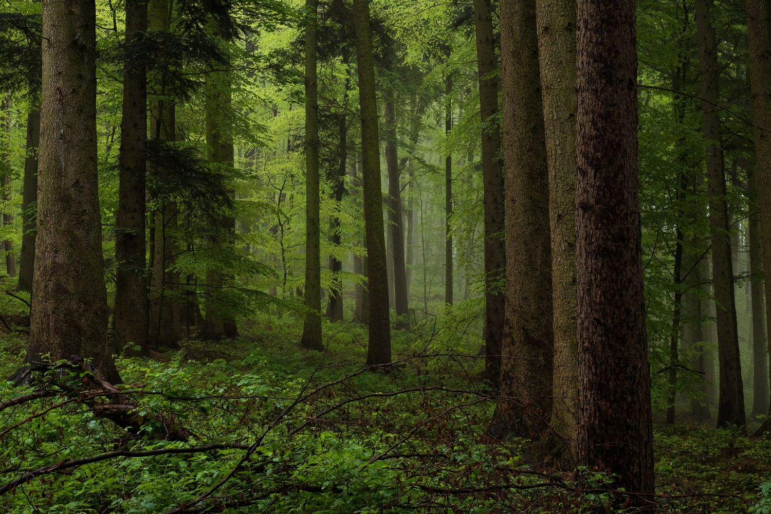 фото "mountain forest" метки: пейзаж, Europe, spring