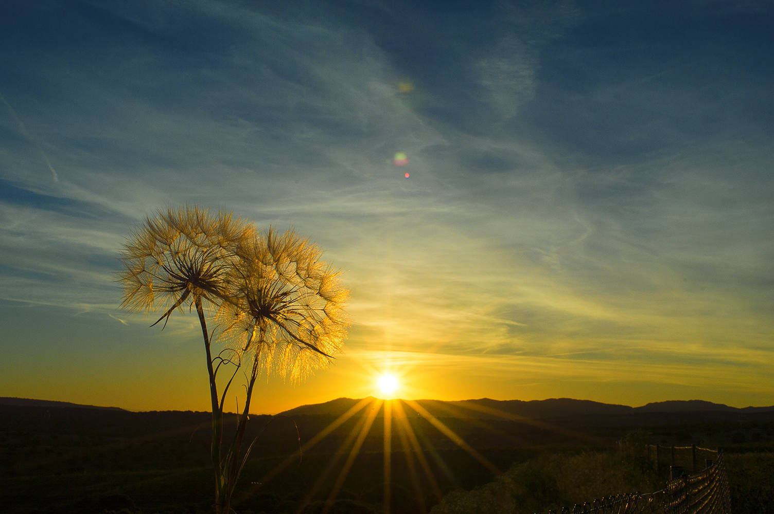 фото "Dandelion" метки: природа, 