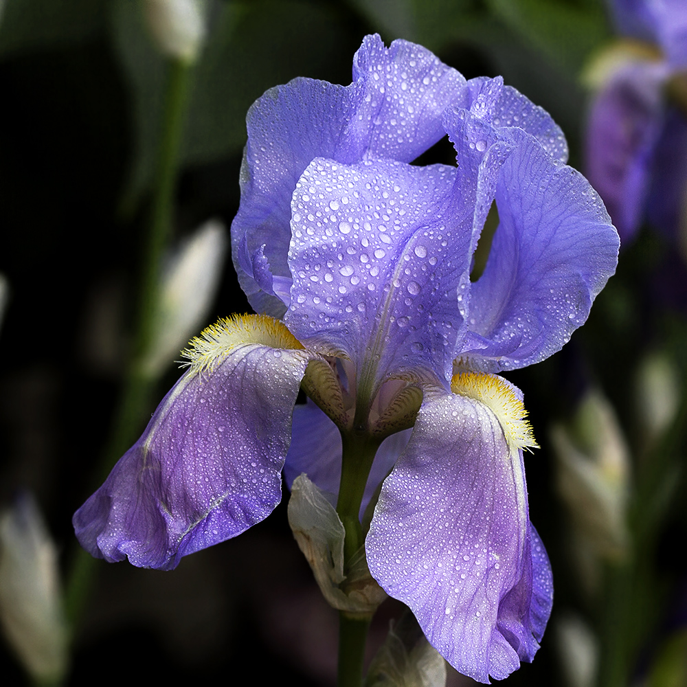 photo "***" tags: macro and close-up, nature, spring, ирис, капли, цветок