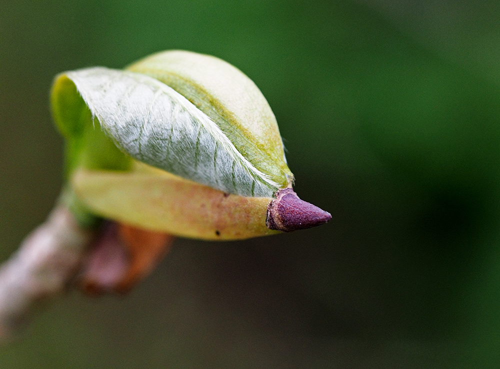 photo "Purple Horn" tags: nature, macro and close-up, reporting, 