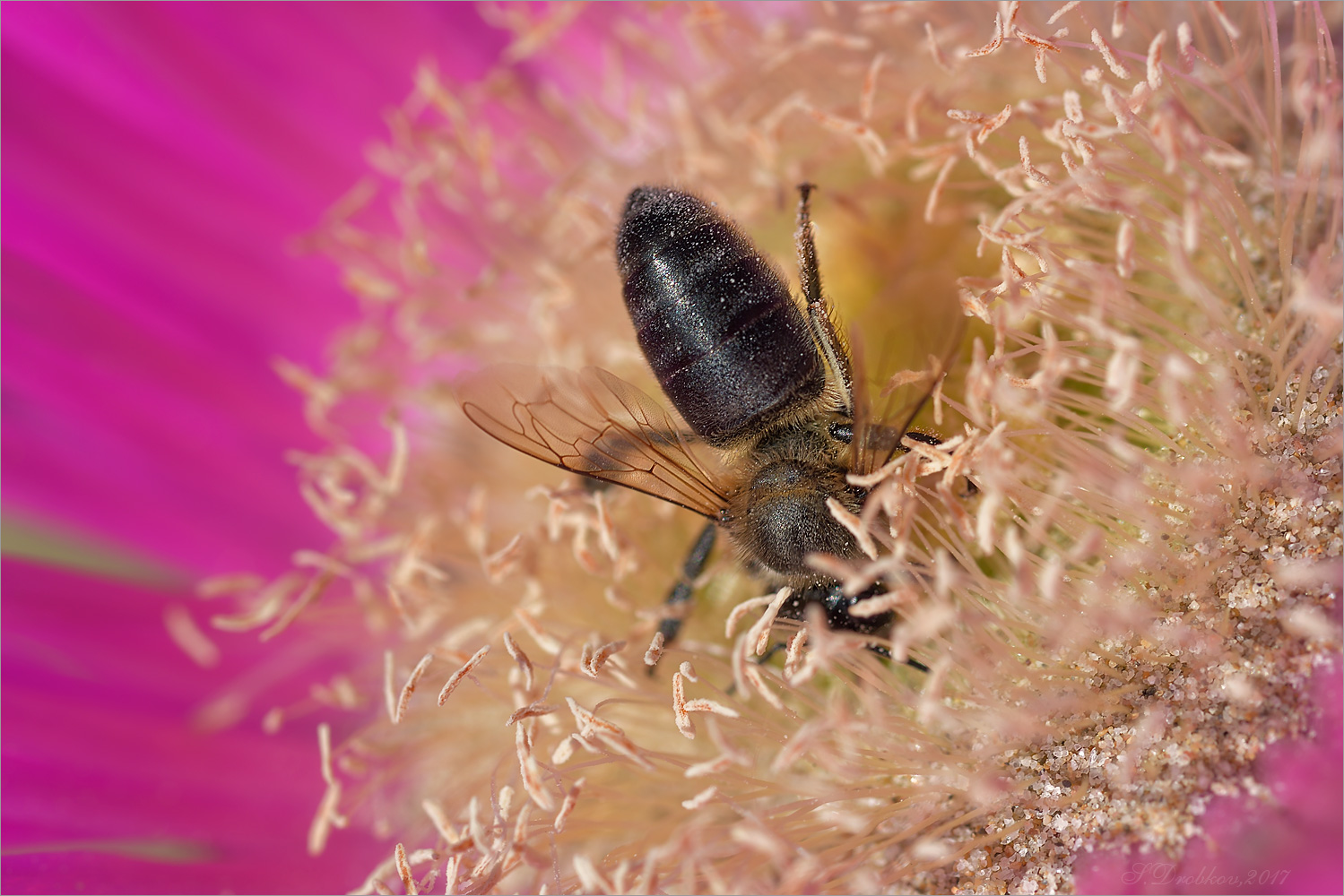 photo "Inmersión" tags: nature, macro and close-up, Europe, flowers, insect, spring, wild animals, пчела