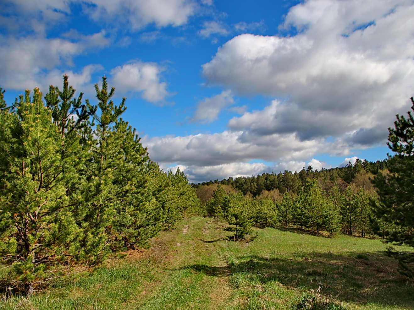 photo "***" tags: landscape, nature, forest, spring