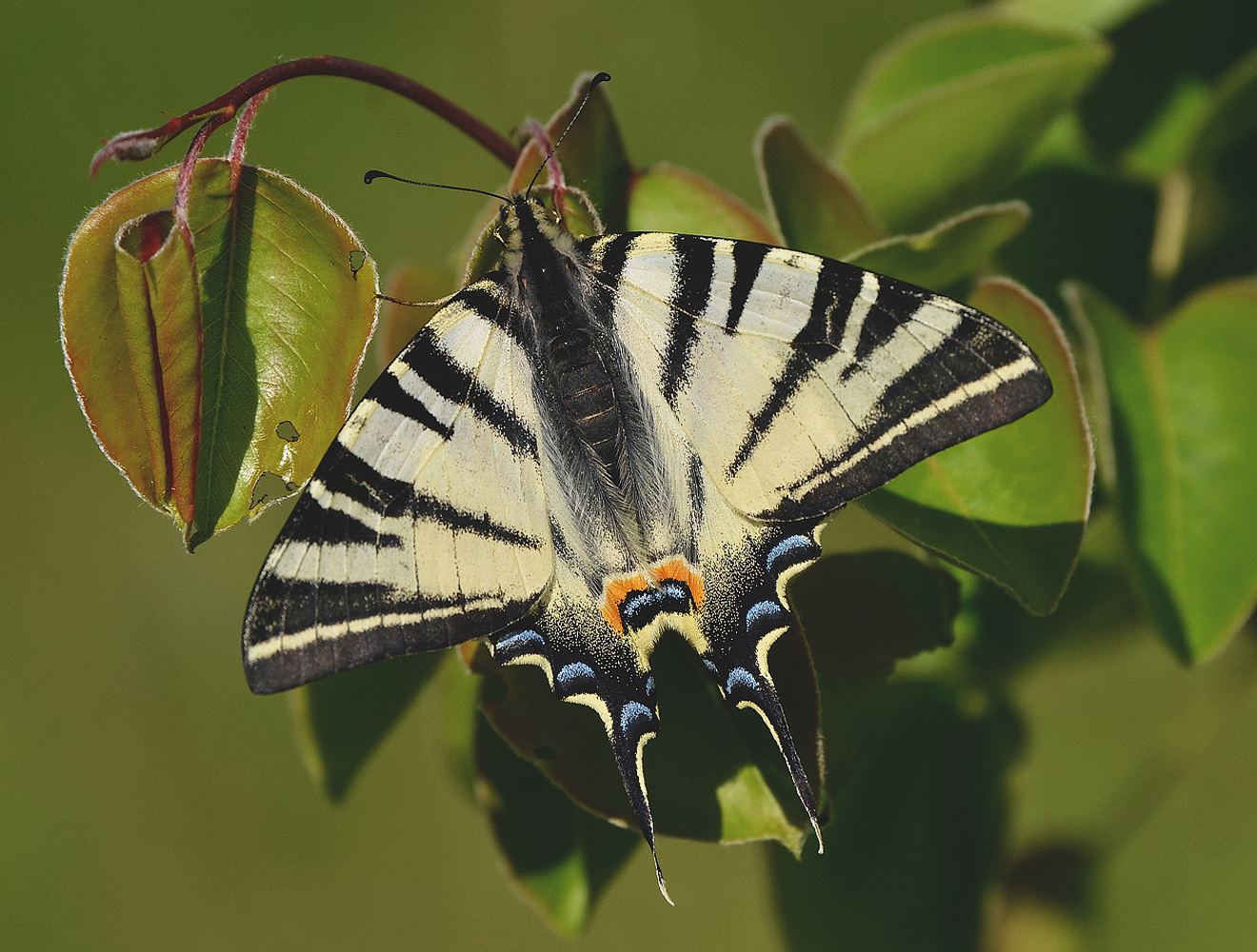 photo "***" tags: macro and close-up, butterfly, spring, Махаон, макро