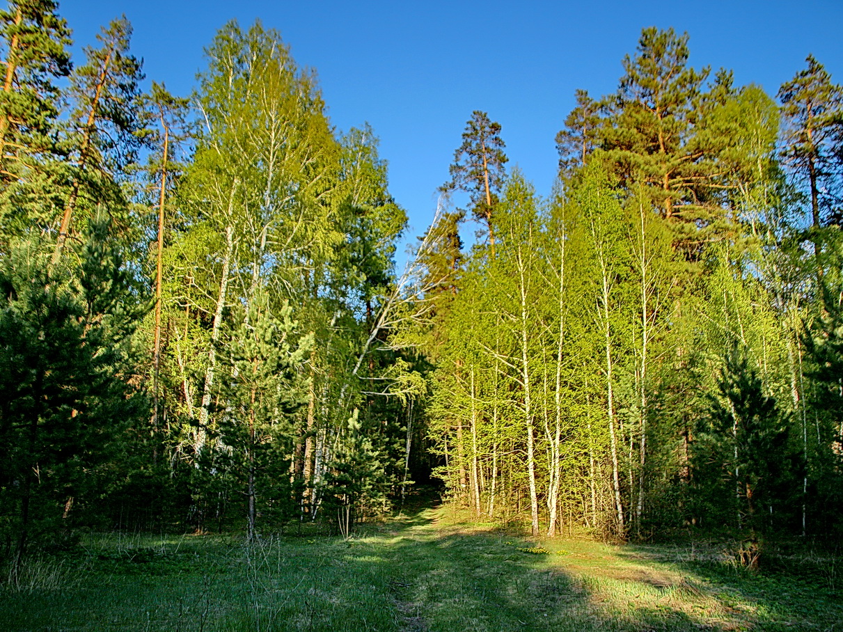 photo "***" tags: landscape, nature, forest, spring