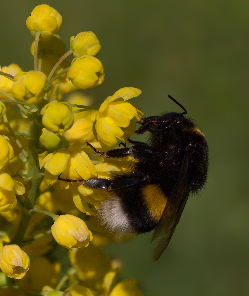 photo "***" tags: macro and close-up, 