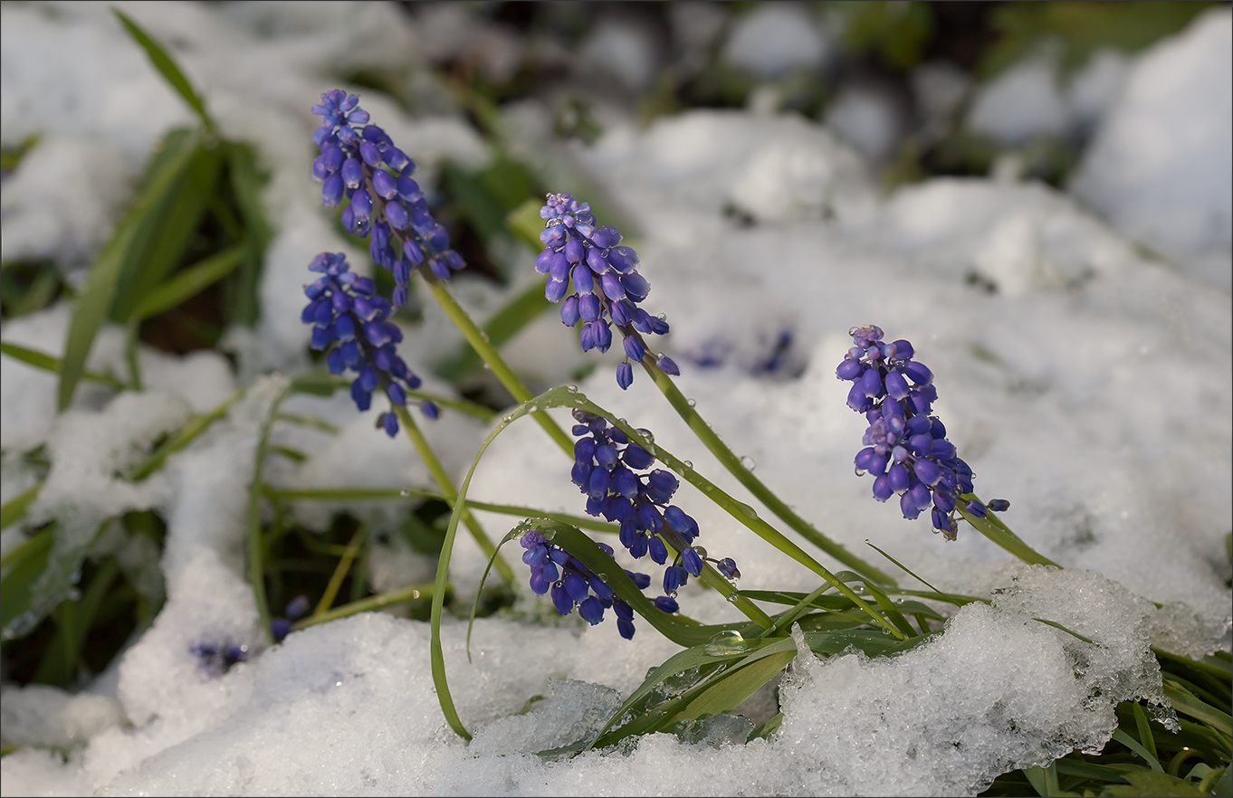 photo "***" tags: macro and close-up, nature, snow, spring, май, первоцветы