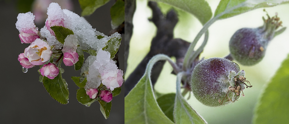 фото "Двадцать дней спустя..." метки: макро и крупный план, плоды, снег, цветение, яблоня