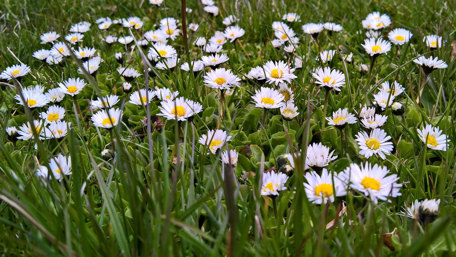 photo "All Women and Moms at the photo forum on Mother's Day" tags: nature, 