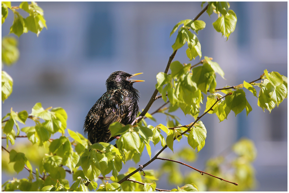 photo "Citizen" tags: city, nature, 