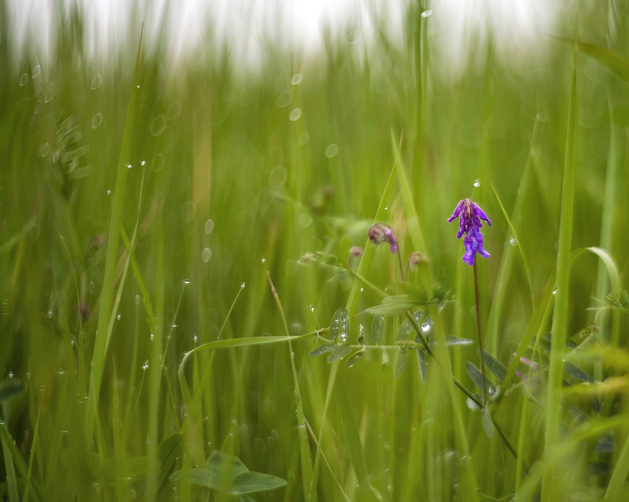 photo "***" tags: nature, macro and close-up, 