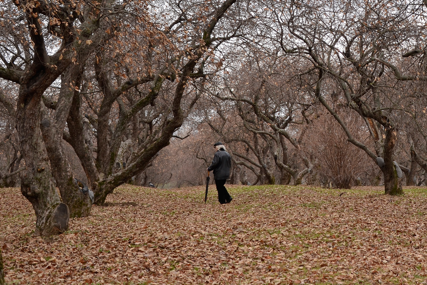 photo "***" tags: landscape, autumn, сад