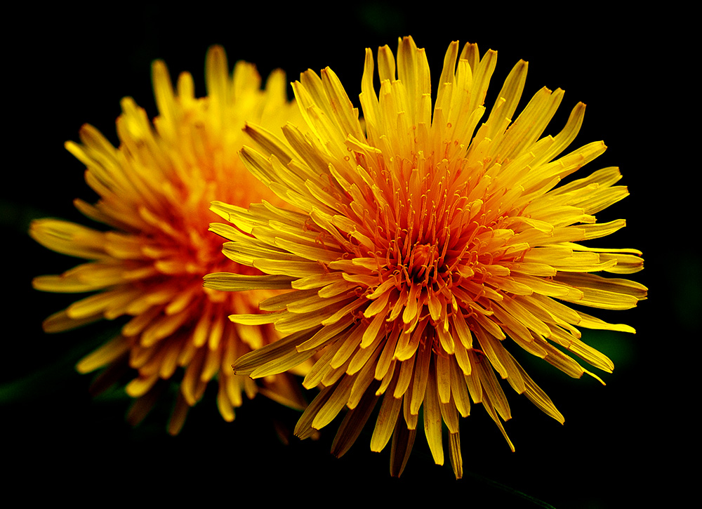 photo "2xYellow in Black" tags: nature, macro and close-up, reporting, 