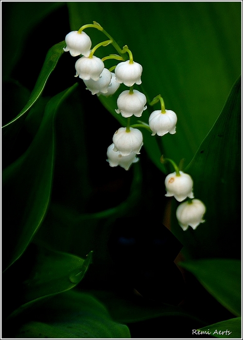 photo "***" tags: nature, macro and close-up, 