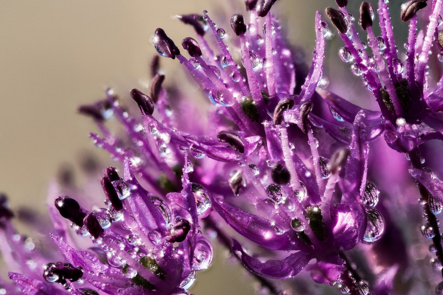 фото "'n bos blomme" метки: природа, макро и крупный план, Europe, spring