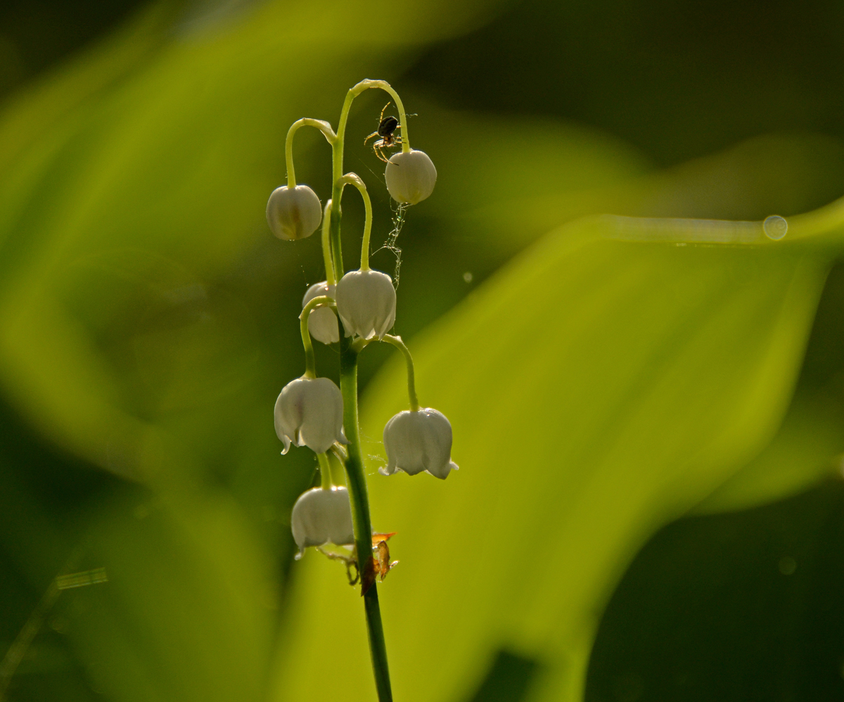 photo "***" tags: nature, flowers, spring, ландыши