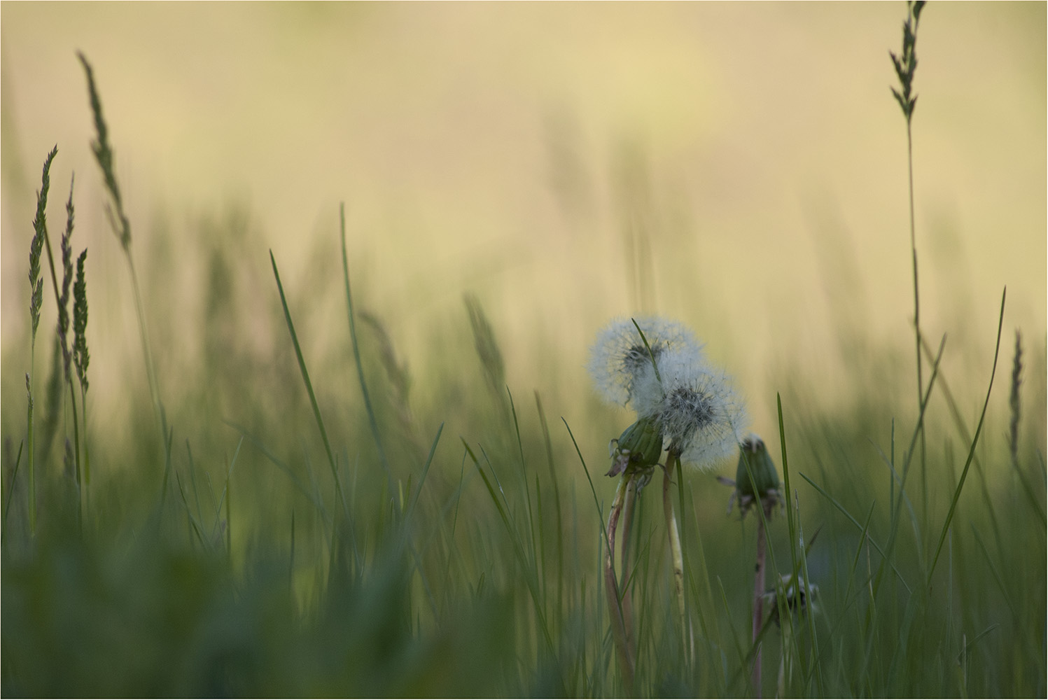 photo "***" tags: landscape, nature, 