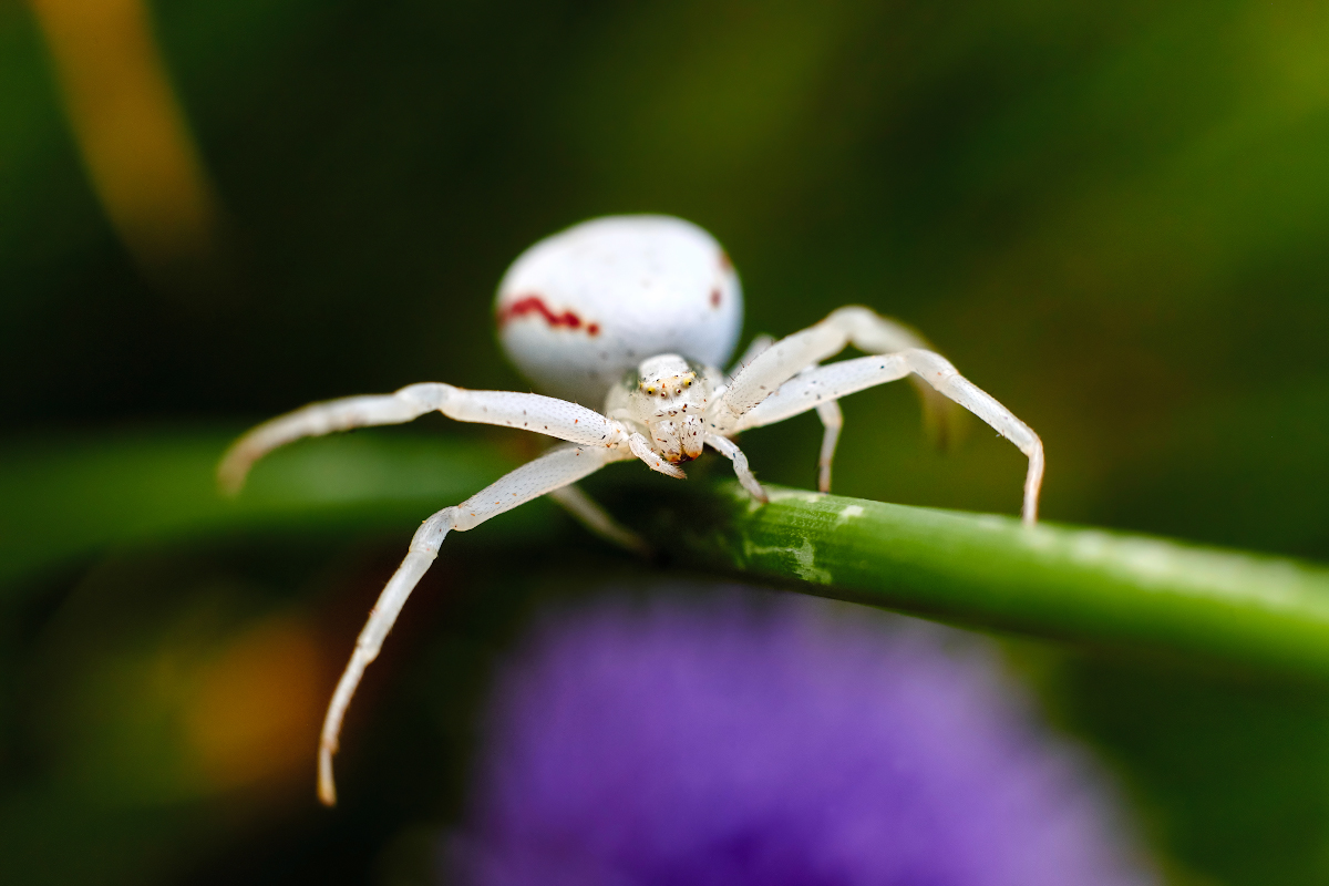 photo "***" tags: macro and close-up, 