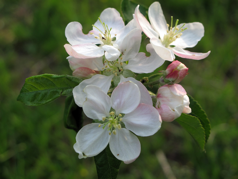 photo "***" tags: macro and close-up, spring