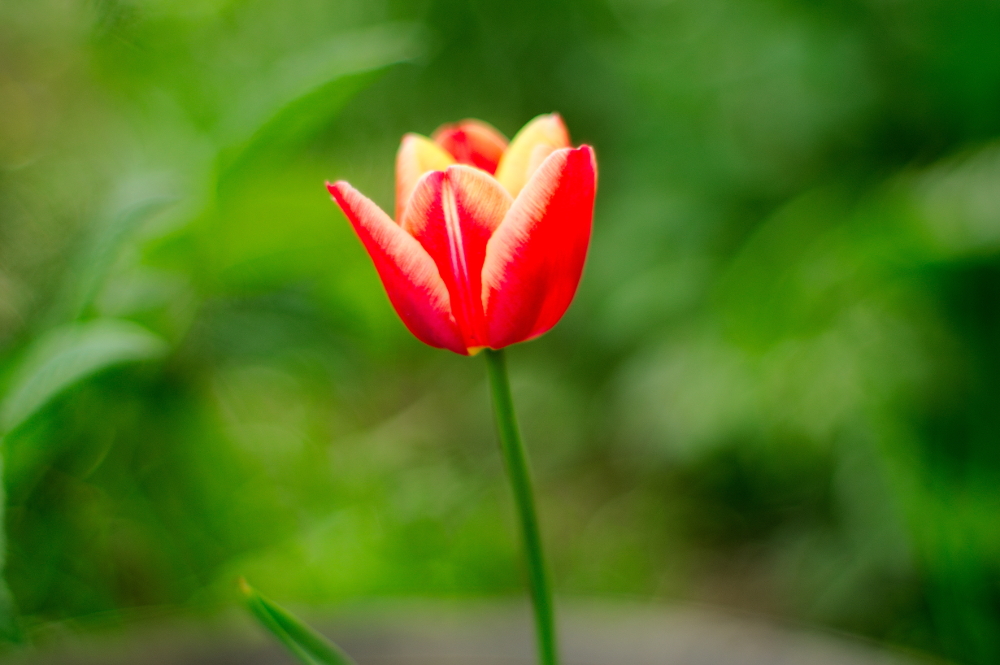 photo "***" tags: macro and close-up, 