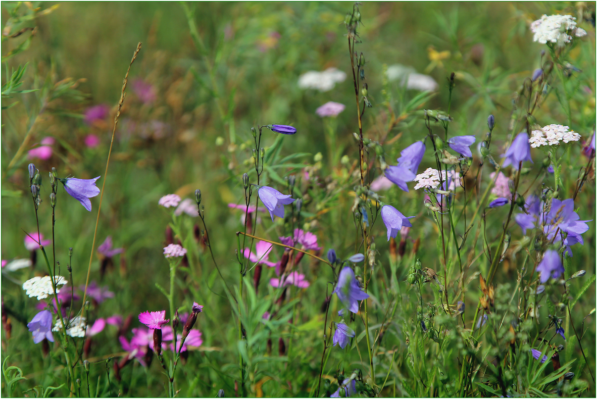 photo "Wild flowers" tags: nature, 