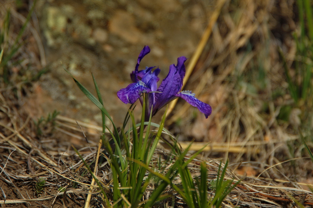 photo "***" tags: macro and close-up, макро, сон-трава, цветок