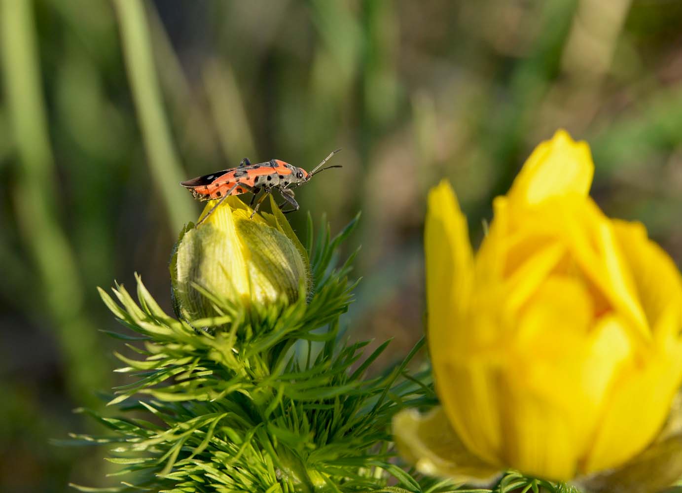 photo "***" tags: macro and close-up, 