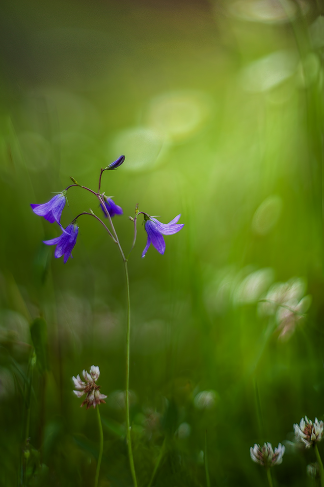 photo "***" tags: nature, macro and close-up, 