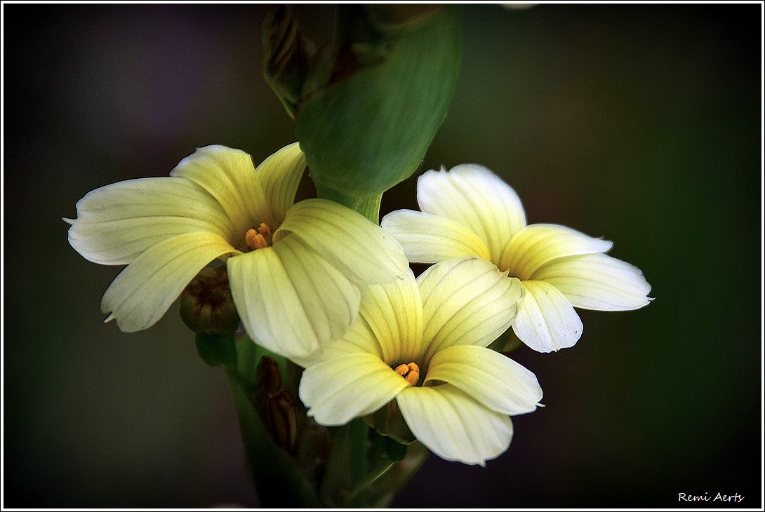 photo "***" tags: nature, macro and close-up, 