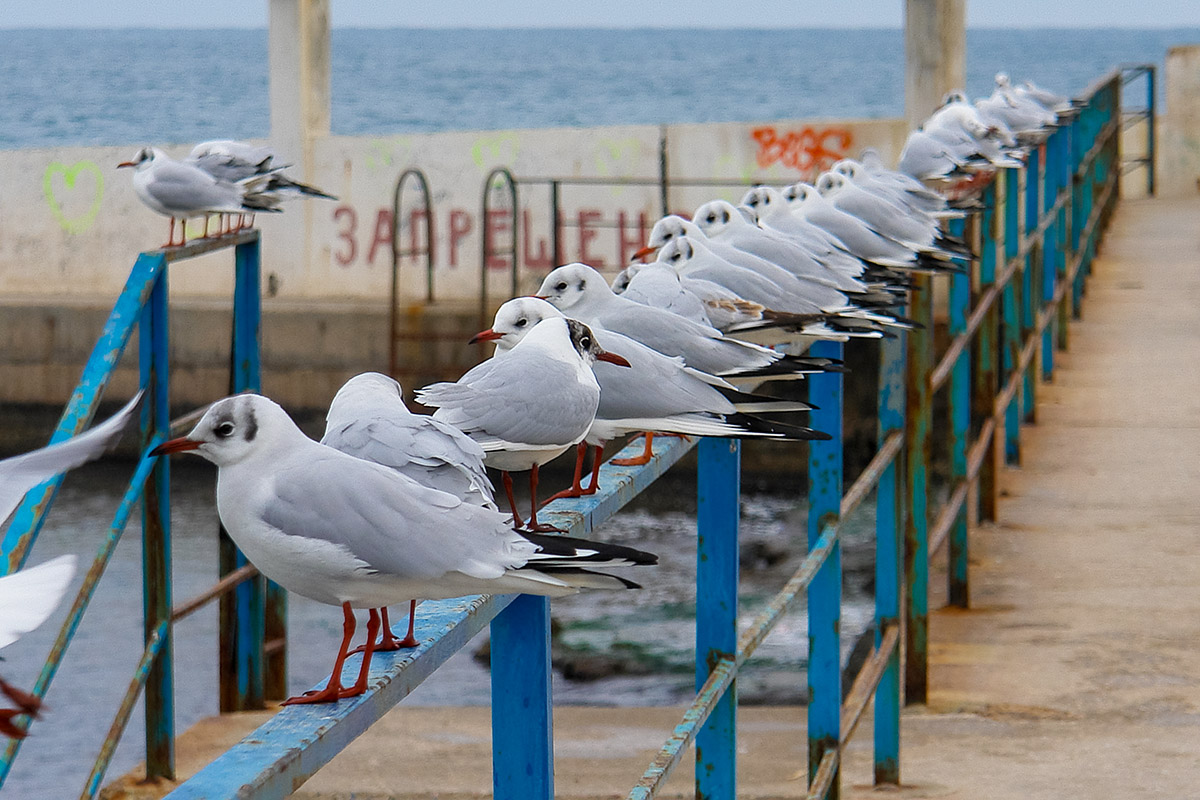 photo "***" tags: travel, city, Crimea, coast, sea, water, winter, Севастополь, волны, прибой