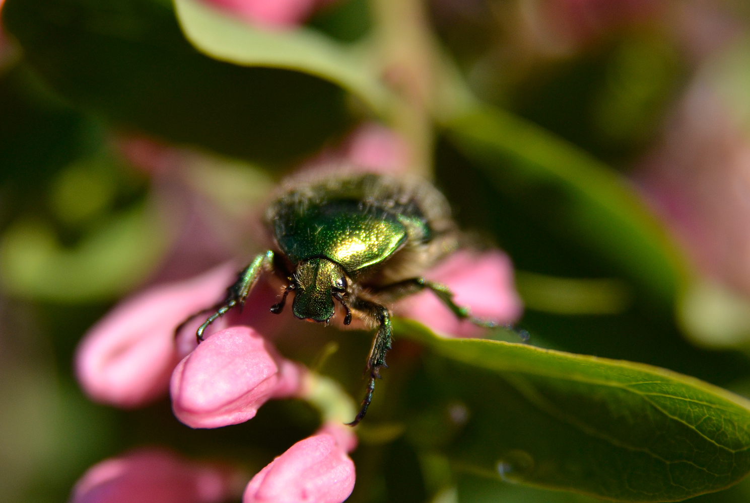 photo "***" tags: macro and close-up, 