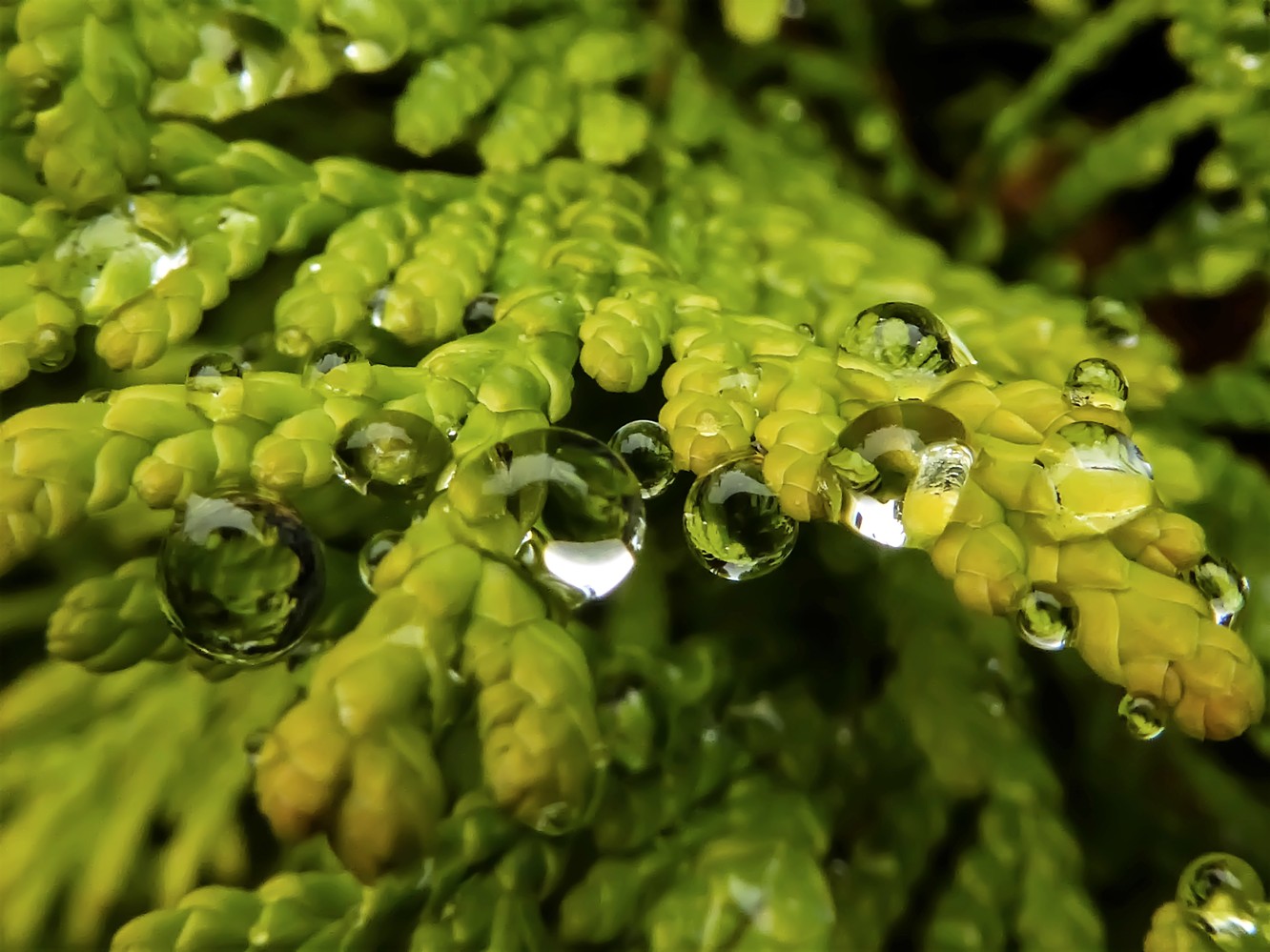 photo "***" tags: macro and close-up, nature, abstract, 