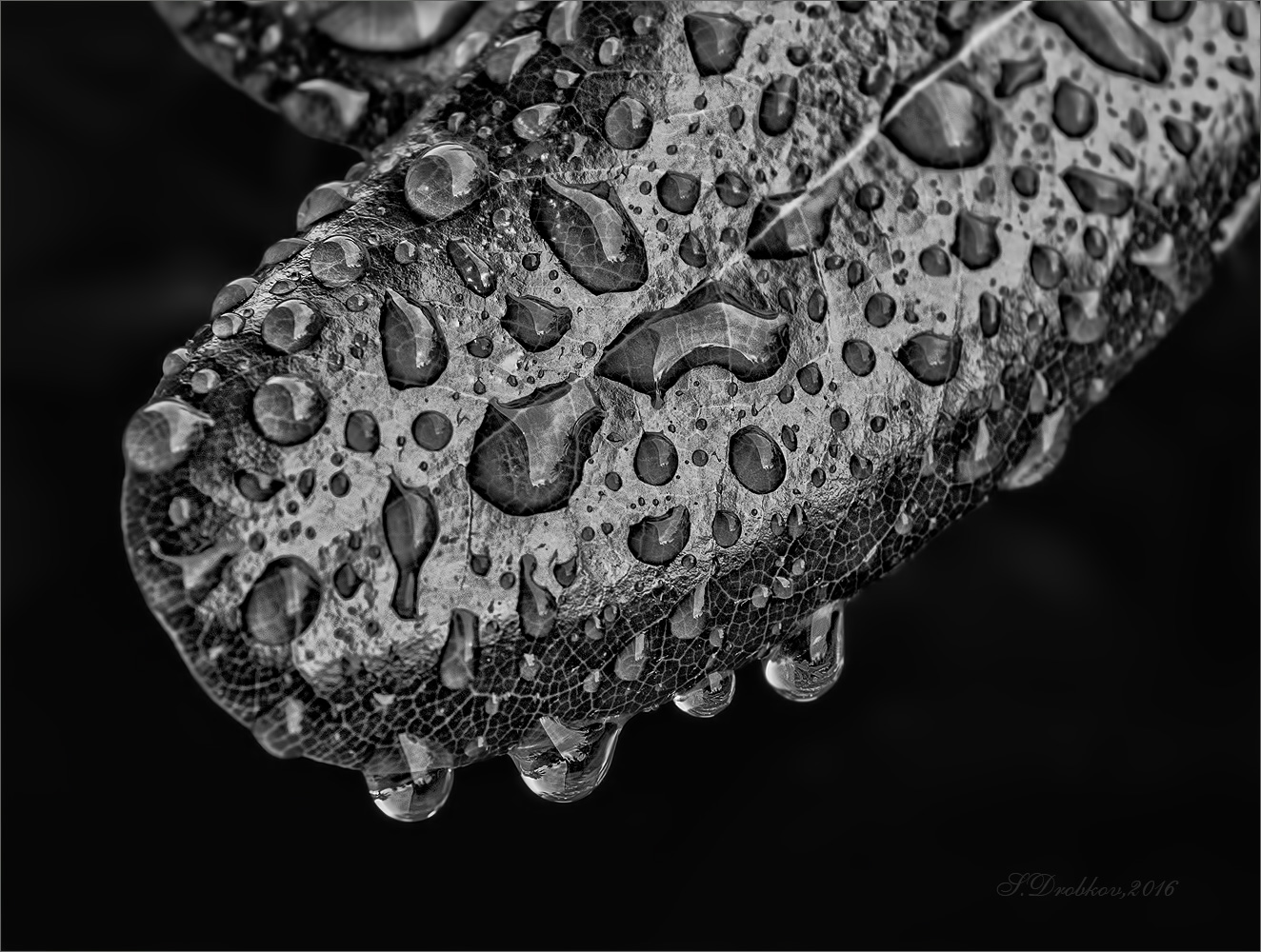 photo "***" tags: nature, macro and close-up, black&white, Europe, water, winter, деревья