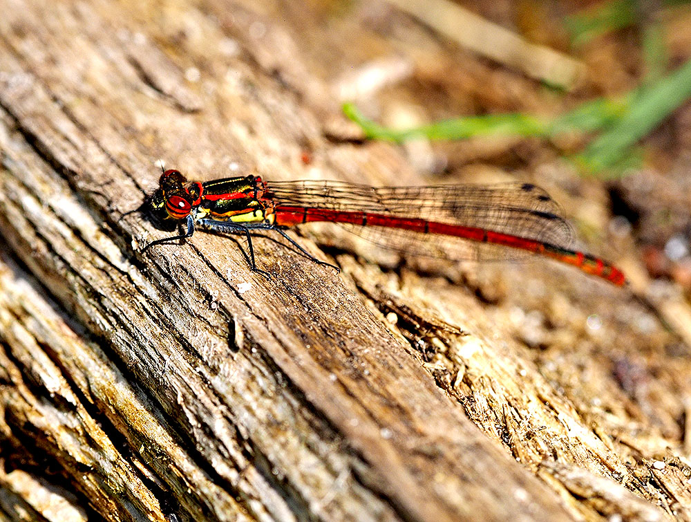 photo "Warm Summer" tags: nature, macro and close-up, reporting, 