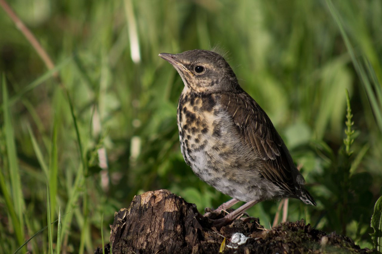 photo "***" tags: nature, macro and close-up, travel, bird, spring, village, велосипед, человек