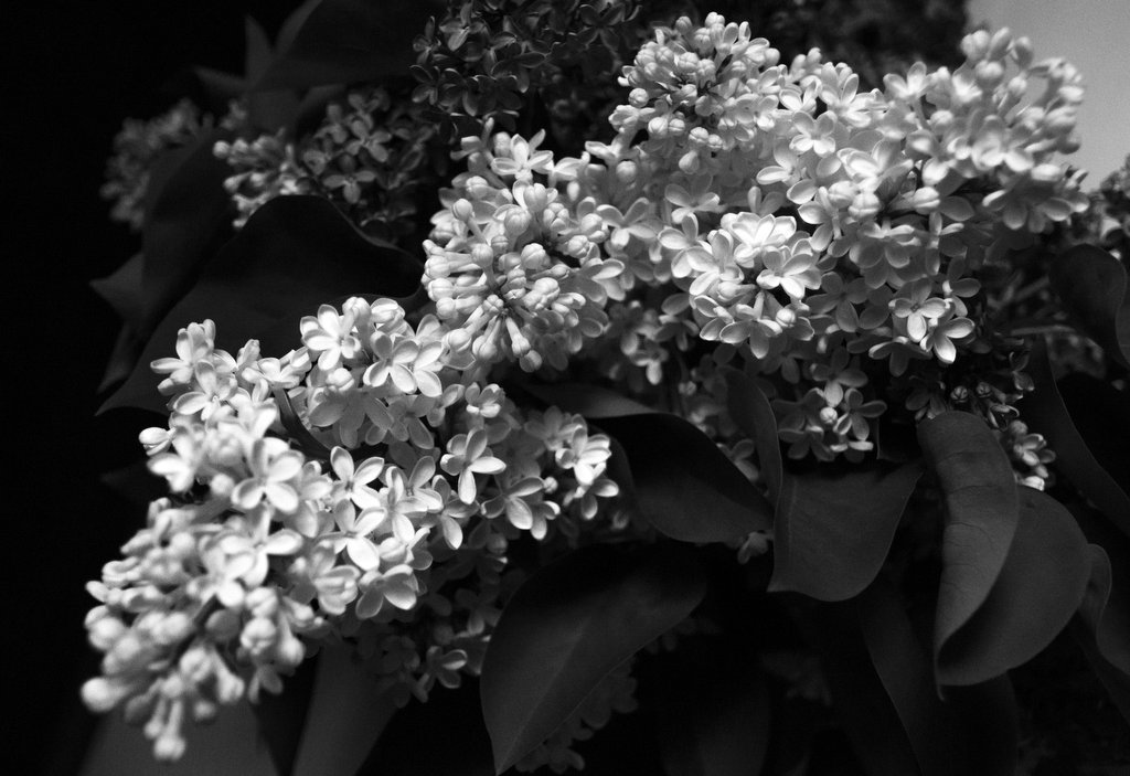 photo "***" tags: nature, black&white, macro and close-up, 