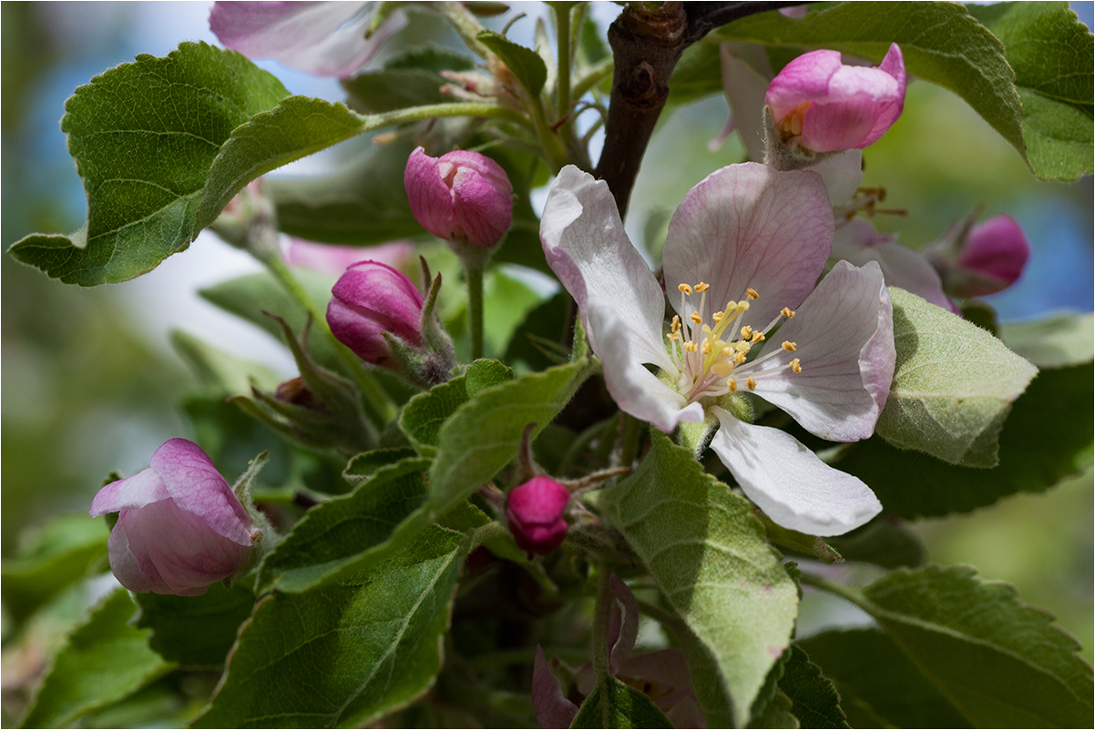 photo "***" tags: macro and close-up, nature, flowers, spring