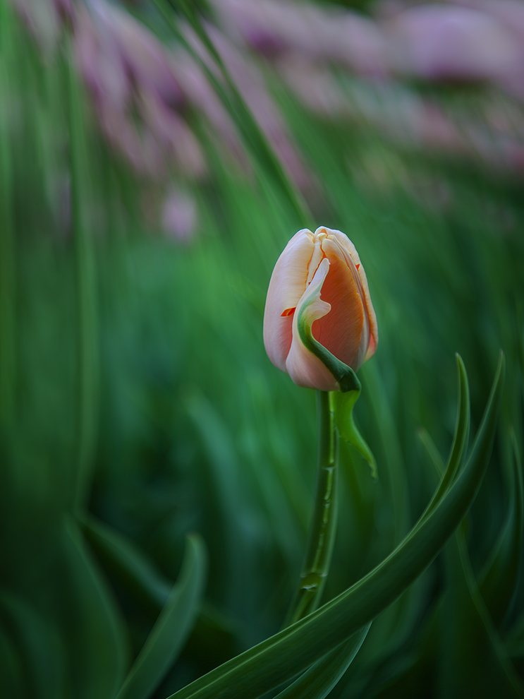 photo "***" tags: macro and close-up, nature, 