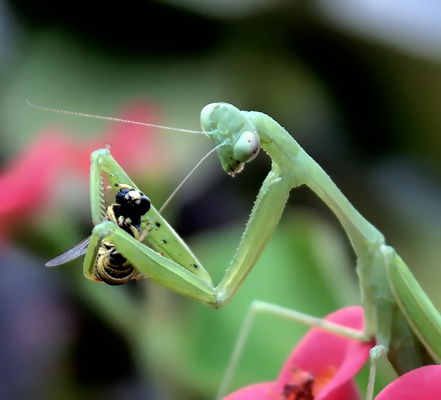 photo "***" tags: macro and close-up, 