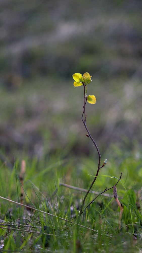 photo "***" tags: travel, nature, grass, spring, деревья