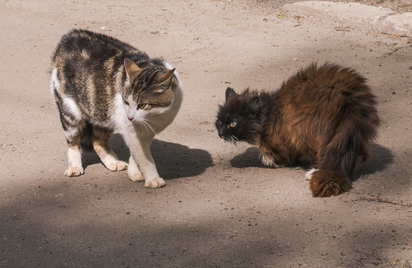 photo "***" tags: street, macro and close-up, pets/farm animals, spring