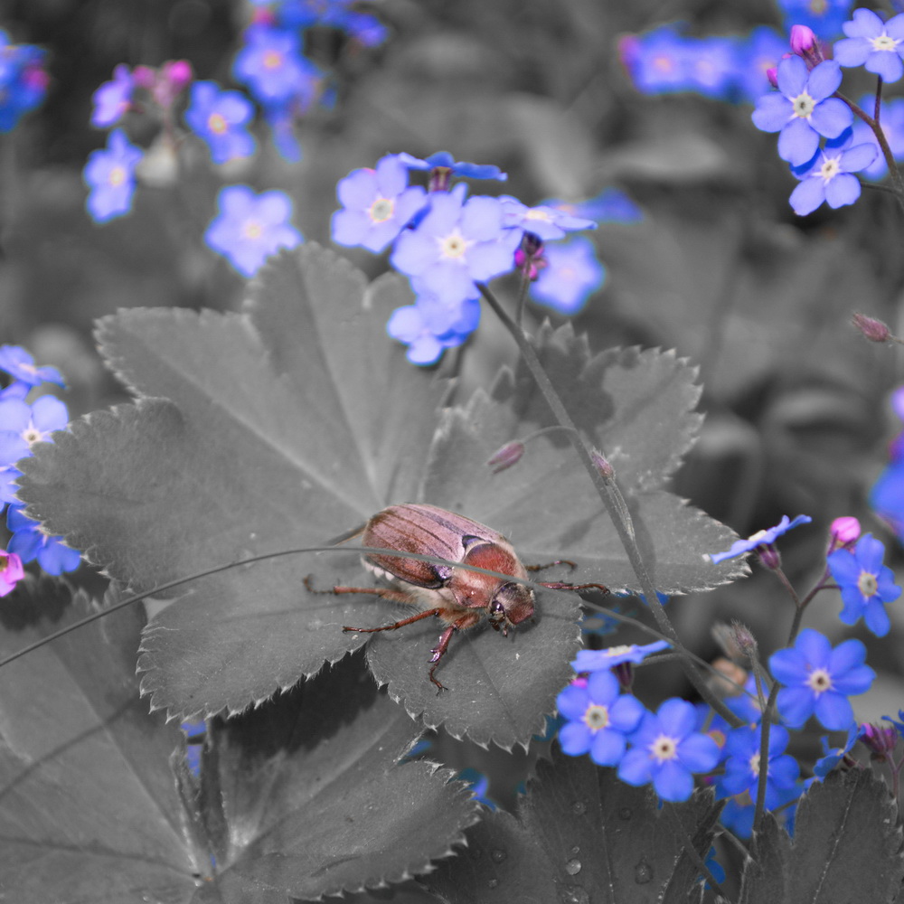 photo "***" tags: nature, macro and close-up, 