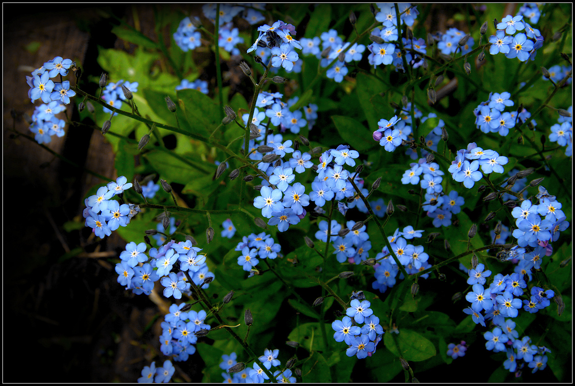 photo "Forget-me-nots" tags: nature, macro and close-up, 