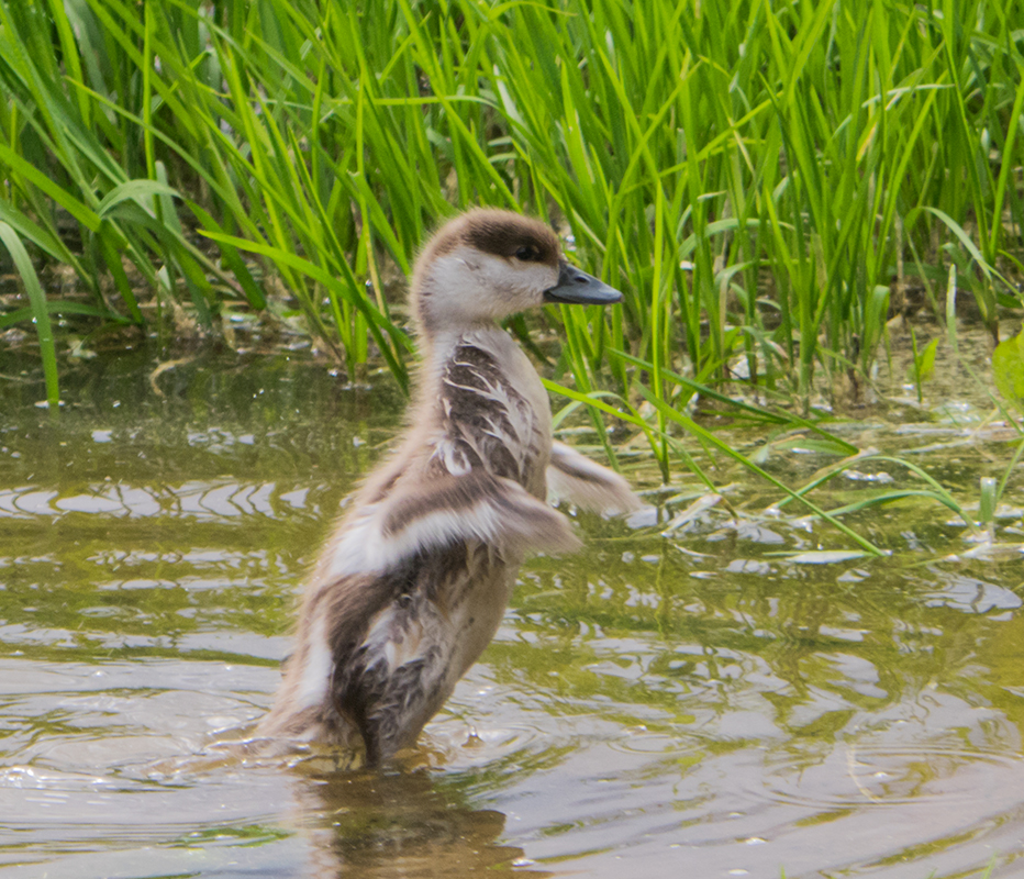 photo "***" tags: nature, macro and close-up, lake, summer, water, wild animals