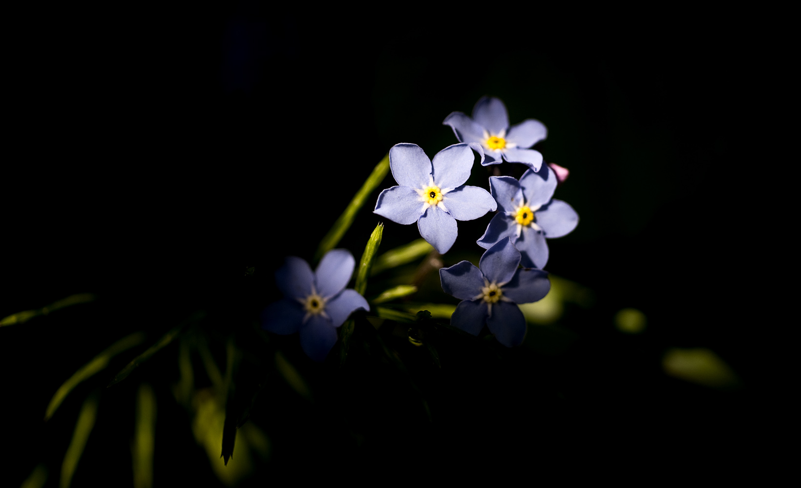 photo "***" tags: macro and close-up, misc., 