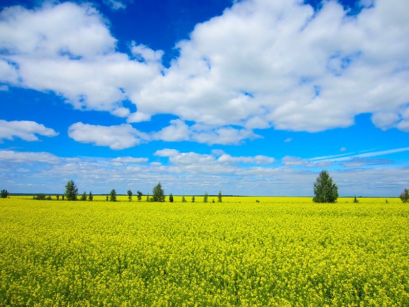 photo "***" tags: nature, field, flowers, forest, spring