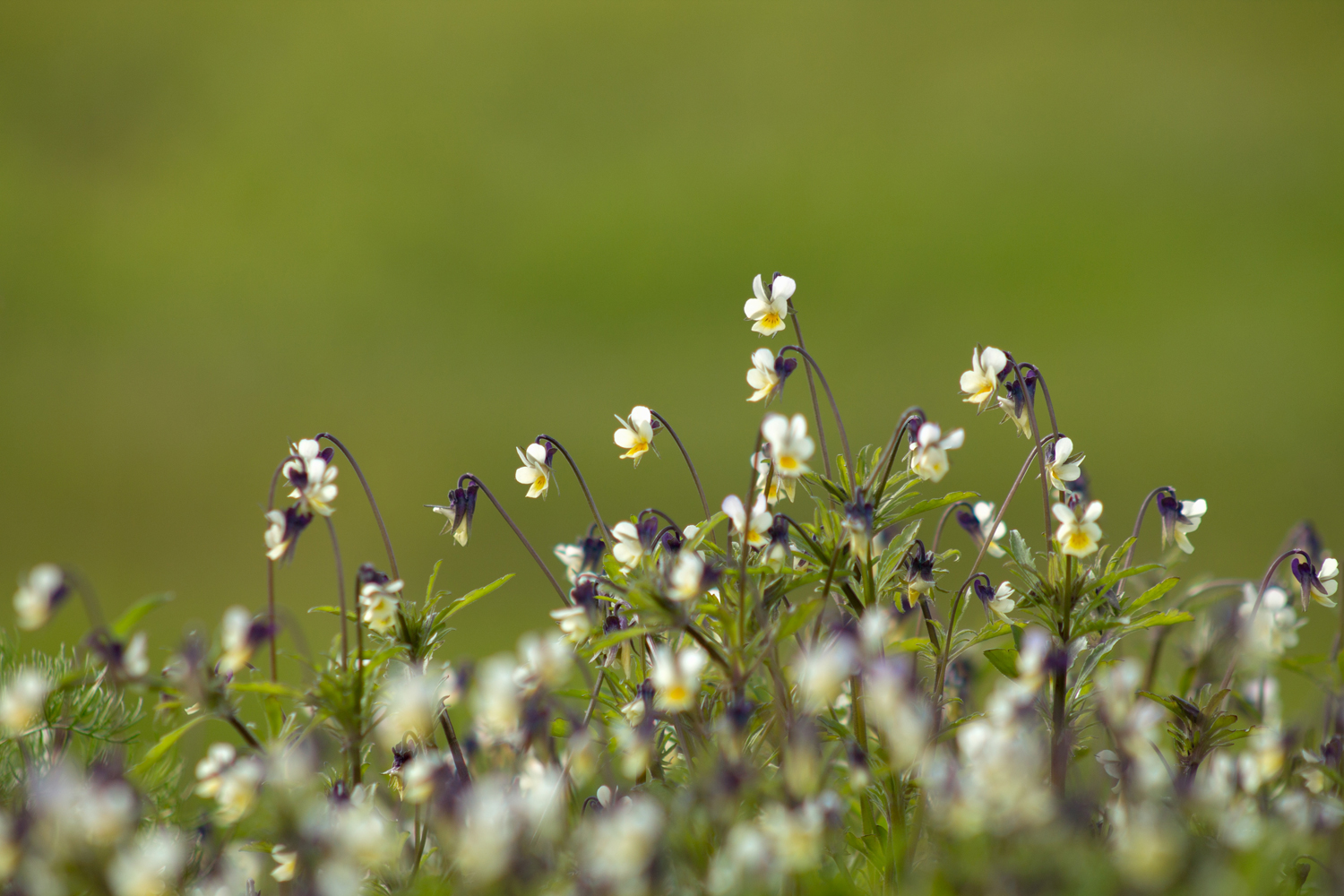 photo "***" tags: nature, macro and close-up, 