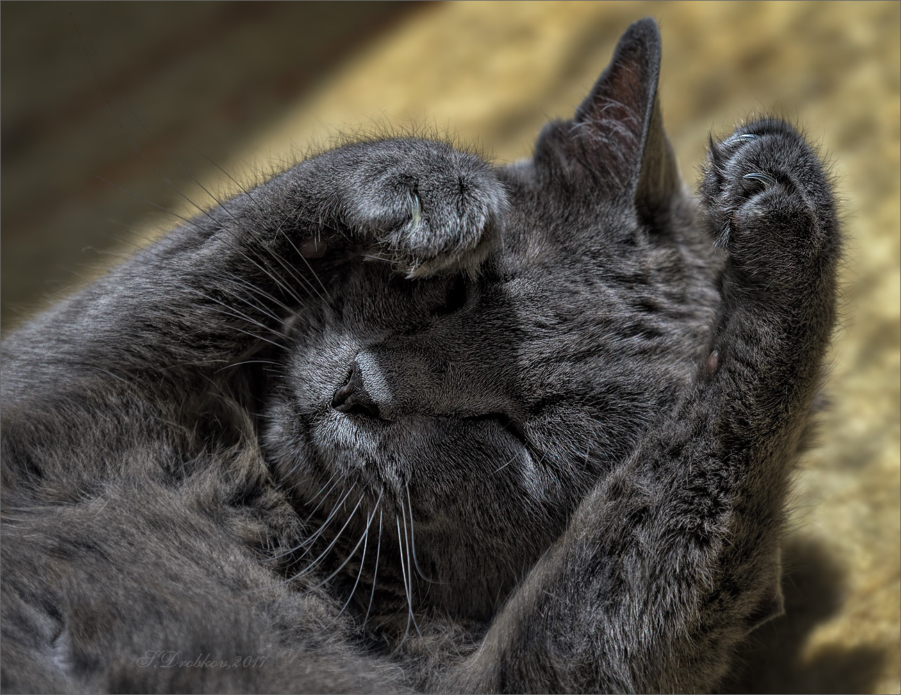 photo "Verano" tags: macro and close-up, misc., Europe, pets/farm animals, summer, жара, кошки