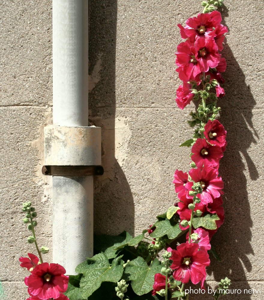 photo "flowers in the street" tags: street, 