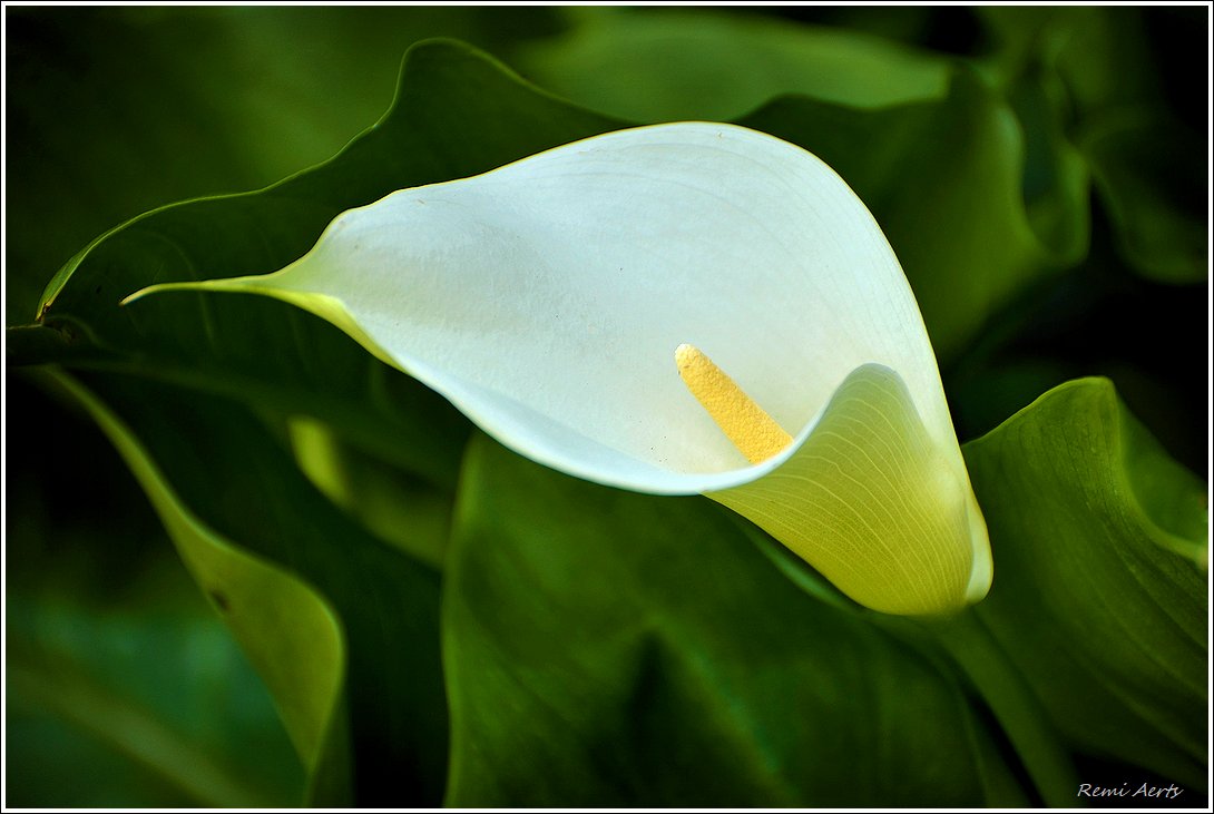 photo "***" tags: nature, macro and close-up, 